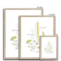 Herbs Not Weeds | Yellow | Framed & Mounted Print