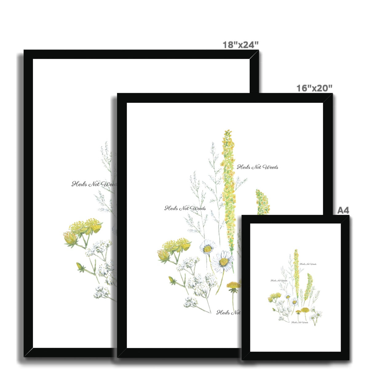 Herbs Not Weeds | Yellow | Framed & Mounted Print