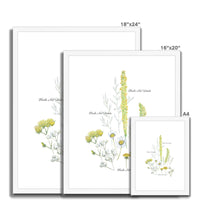 Herbs Not Weeds | Yellow | Framed & Mounted Print