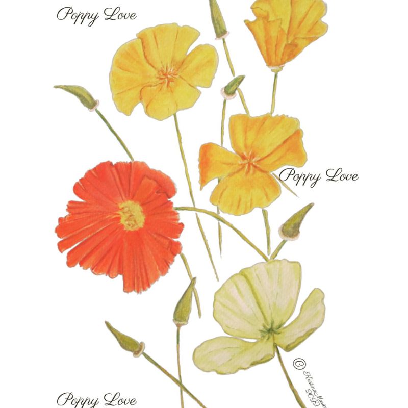 Poppy Love Floral Fine Art Print
