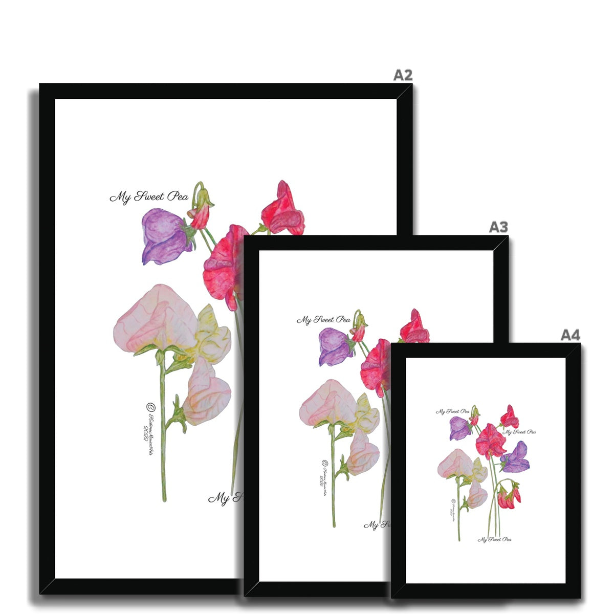 My Sweet Pea -  Framed & Mounted Print