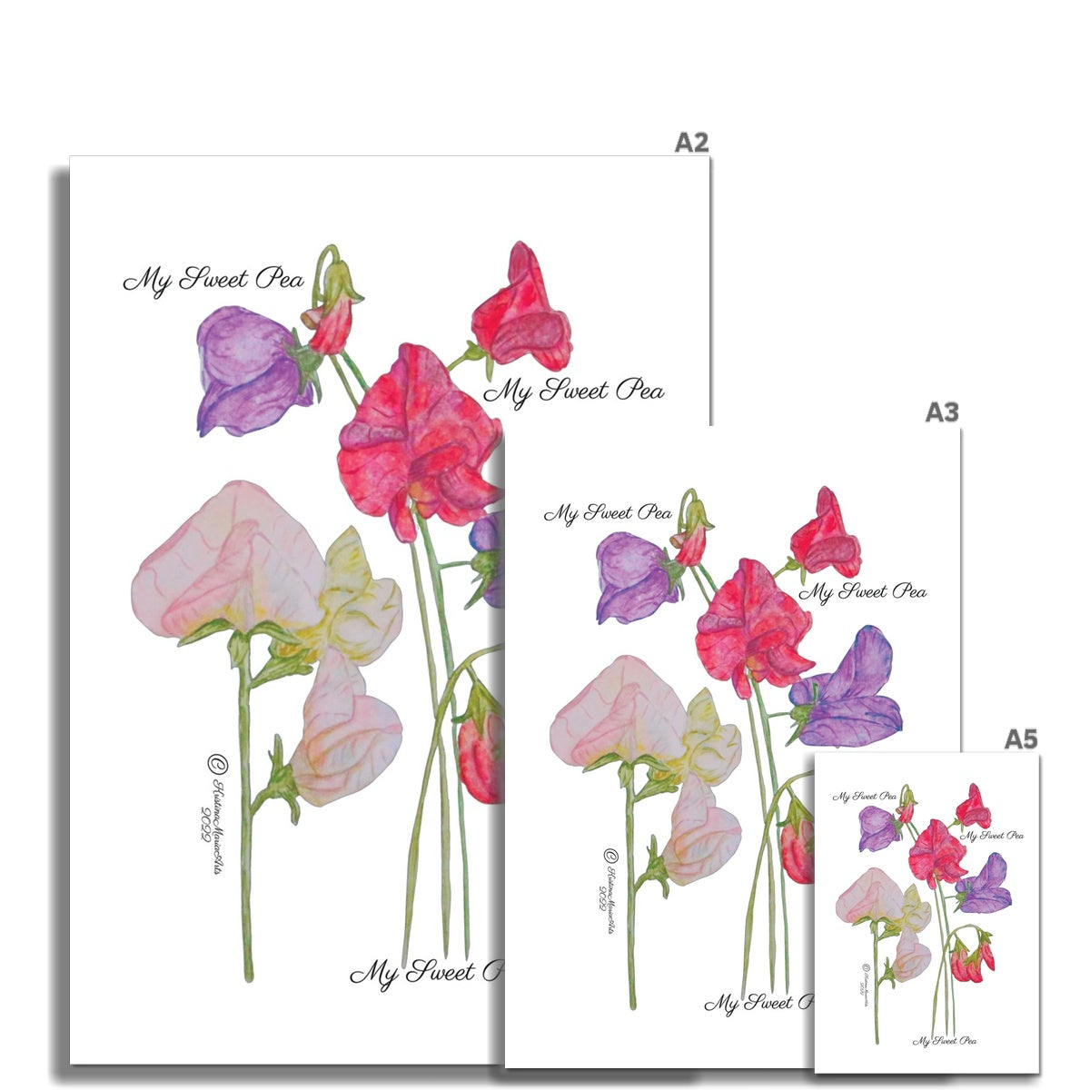 My Sweet Pea -  Fine Art Print